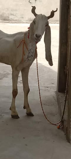 Qurbani k liyay Bari Jambo size Bakri