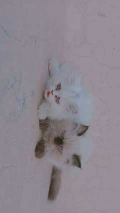 Piki face kittens