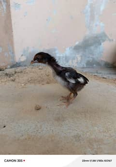 PURE ASEEL LASANI CHICKS