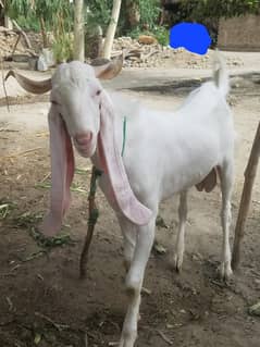 Rajanpuri