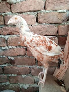 Aseel Pathi- White Brown