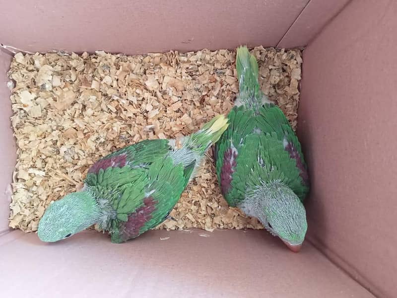 Wildlife Registered Alexandrine Raw/Raa/Kashmiri Chicks & Pairs 1