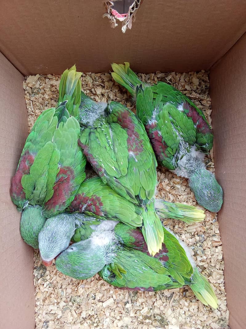 Wildlife Registered Alexandrine Raw/Raa/Kashmiri Chicks & Pairs 5