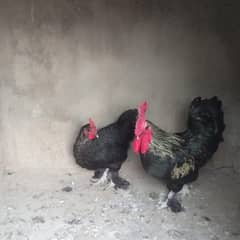 Bantam pair for sale