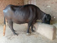 jothi far sale age 3 sal