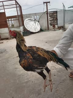 mianwali aseel for sale