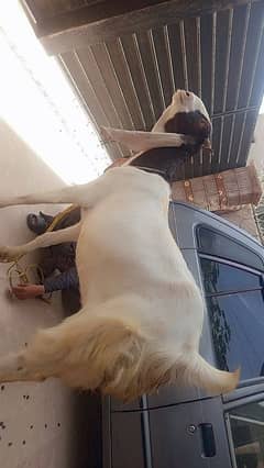 Goat for sale fully heavy weight
