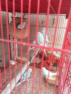 fresh young Australian parrots