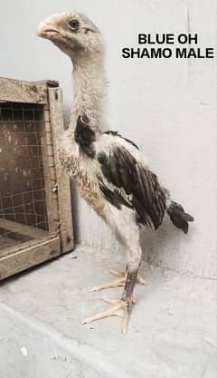 Shamo Breeders , Chicks & Eggs Available for sale