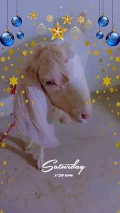 Bakra 2 Dant