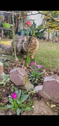 female for sale in just 5000