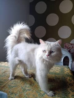 Persian Male Triple Coated