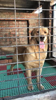 Labrador male confirm breeder (0321/47/47/671)