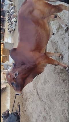 Farm. Palai Bachra available (4 maan)