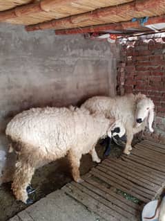 chatry bakry for sale