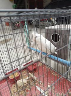 Albino and Eno red eyes females
