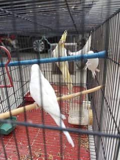paper white red eyes pair with cage, Bentum pair & Desi hen egg alying