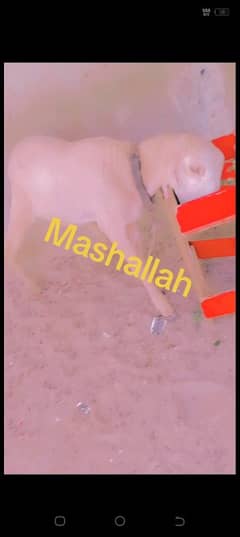 orgnal khare ki nsal watsb 03102639551