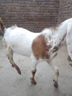 bakra for sale 1.5 year ka bkra ha
