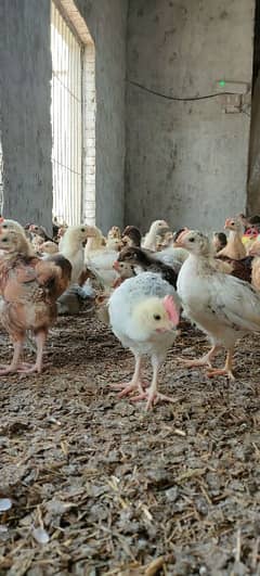 golden Misri Chick's