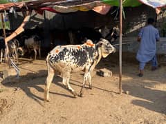 Eid