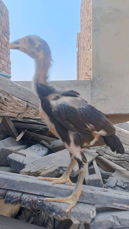 aseel miawali breed 7