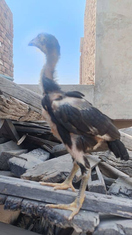 aseel miawali breed 8