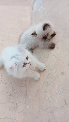 Persian piki face kittens