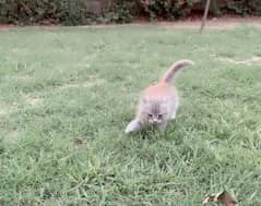 persion kitten cat