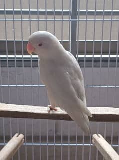 lovebird