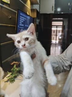 Persian Double Coated Kitten