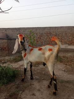2 Bakry Available for Qurbani low Price
