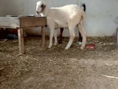 11 month age Dumbi Mundari nasal for sale.