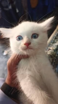 2 Fameles Kittens 45 Days Old White Colour