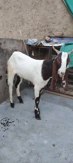 bakra for sale