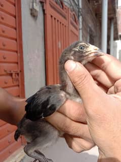 Black Mushka Aseel Chicks