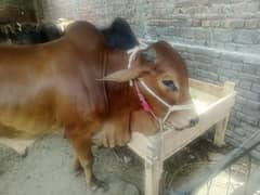 bakra + wara on sale