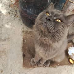 British Longhair Cat