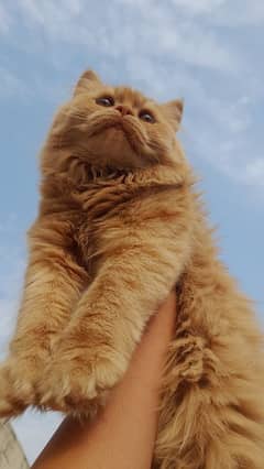 Orange tabby cat for sale