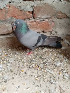 high flyer Indian Sabaz Aseel . urgent sale