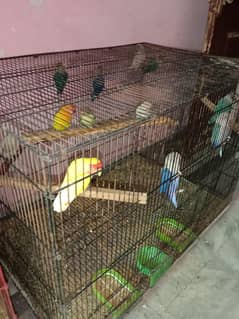 love bird set up breeder pair