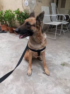 K9 Trained Sniffer Dog For sale