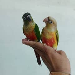 pineapple and green chick conour hand tame