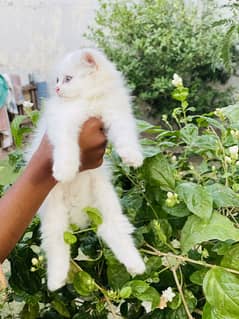 Triple coated Persian kittens