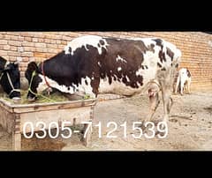 Friesian