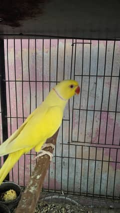 adult yellow ringneck parrot