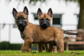 Malinois pups