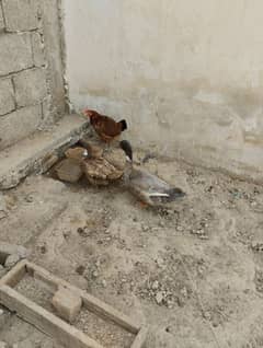 hens for sale