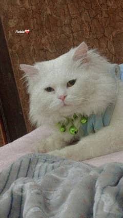 Persian Cat