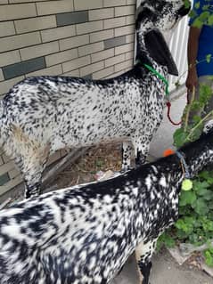 2 daisi bakre for sale